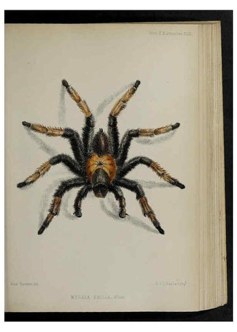 Reproducción/Reproduction 48992382006: Proceedings of the Zoological Society of London.. London :Academic Press, [etc.],1833-1965.. 