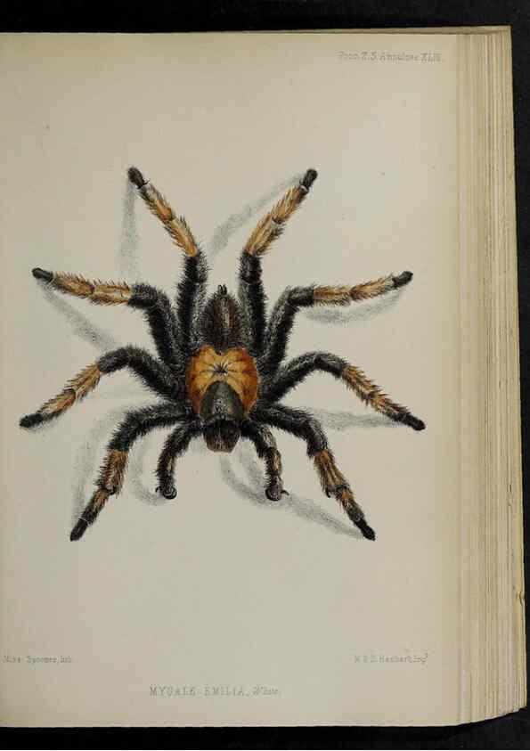 Reproducción/Reproduction 48992382006: Proceedings of the Zoological Society of London.. London :Academic Press, [etc.],1833-1965.. 