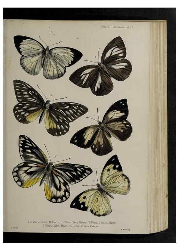 Reproducción/Reproduction 48992382316: Proceedings of the Zoological Society of London.. London :Academic Press, [etc.],1833-1965.. 