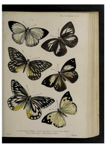 Reproducción/Reproduction 48992382316: Proceedings of the Zoological Society of London.. London :Academic Press, [etc.],1833-1965.. 