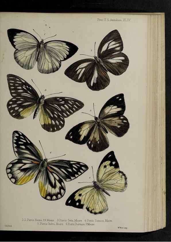 Reproducción/Reproduction 48992382316: Proceedings of the Zoological Society of London.. London :Academic Press, [etc.],1833-1965.. 