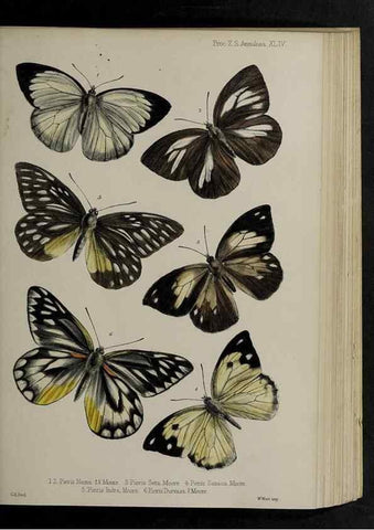 Reproducción/Reproduction 48992382316: Proceedings of the Zoological Society of London.. London :Academic Press, [etc.],1833-1965.. 