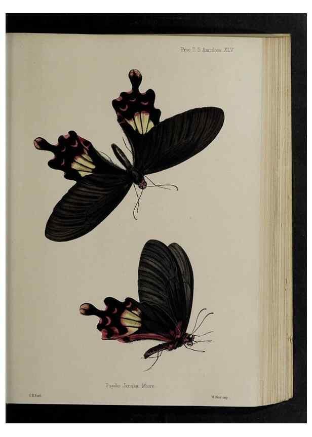 Reproducción/Reproduction 48992382776: Proceedings of the Zoological Society of London.. London :Academic Press, [etc.],1833-1965.. 