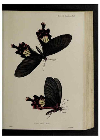 Reproducción/Reproduction 48992382776: Proceedings of the Zoological Society of London.. London :Academic Press, [etc.],1833-1965.. 