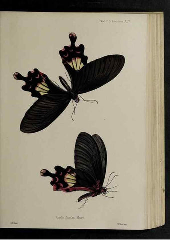 Reproducción/Reproduction 48992382776: Proceedings of the Zoological Society of London.. London :Academic Press, [etc.],1833-1965.. 