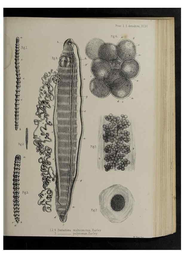 Reproducción/Reproduction 48992580327: Proceedings of the Zoological Society of London.. London :Academic Press, [etc.],1833-1965.. 