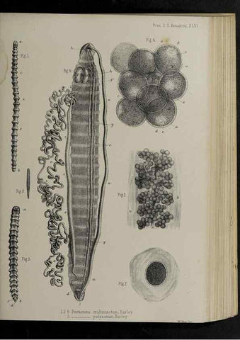 Reproducción/Reproduction 48992580327: Proceedings of the Zoological Society of London.. London :Academic Press, [etc.],1833-1965.. 