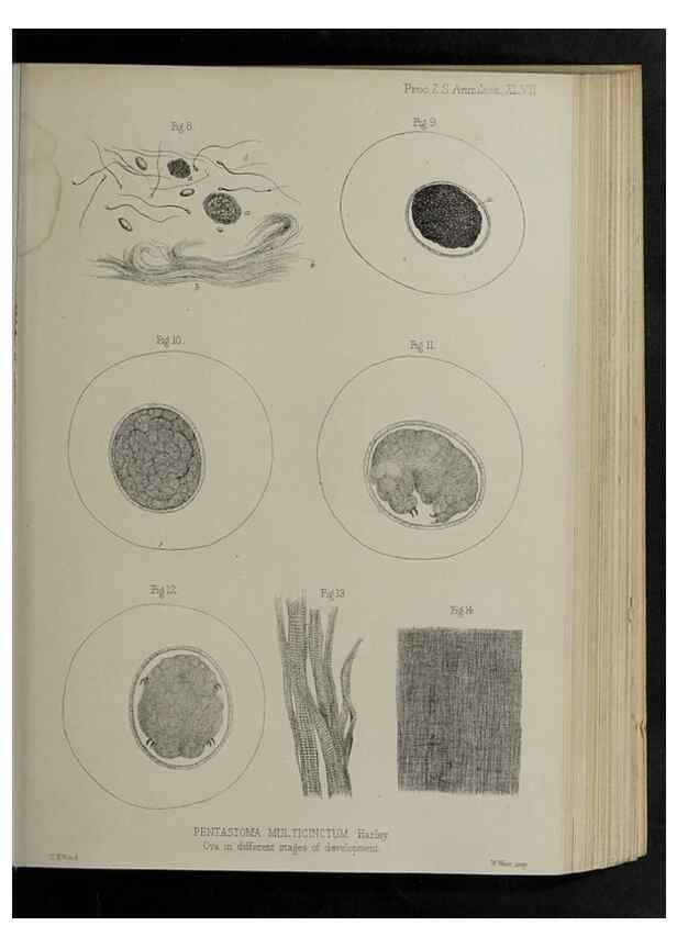 Reproducción/Reproduction 48992580802: Proceedings of the Zoological Society of London.. London :Academic Press, [etc.],1833-1965.. 