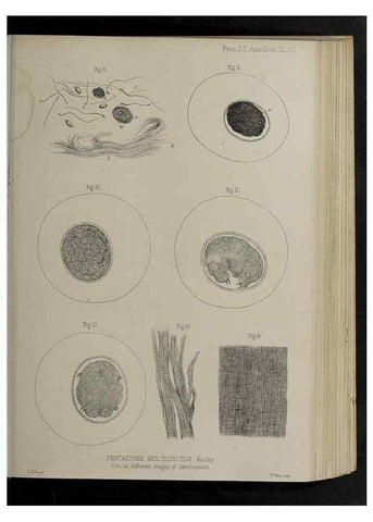 Reproducción/Reproduction 48992580802: Proceedings of the Zoological Society of London.. London :Academic Press, [etc.],1833-1965.. 
