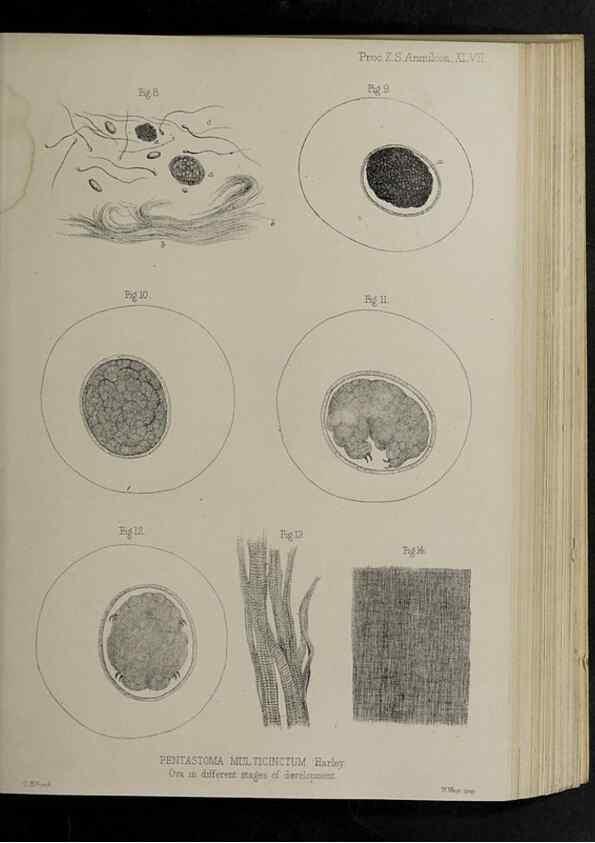Reproducción/Reproduction 48992580802: Proceedings of the Zoological Society of London.. London :Academic Press, [etc.],1833-1965.. 