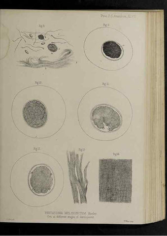 Reproducción/Reproduction 48992580802: Proceedings of the Zoological Society of London.. London :Academic Press, [etc.],1833-1965.. 