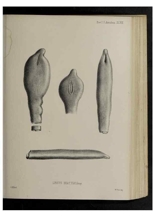 Reproducción/Reproduction 48992581182: Proceedings of the Zoological Society of London.. London :Academic Press, [etc.],1833-1965.. 
