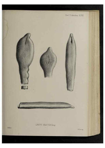 Reproducción/Reproduction 48992581182: Proceedings of the Zoological Society of London.. London :Academic Press, [etc.],1833-1965.. 