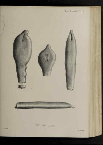 Reproducción/Reproduction 48992581182: Proceedings of the Zoological Society of London.. London :Academic Press, [etc.],1833-1965.. 