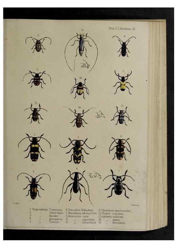 Reproducción/Reproduction 48991835468: Proceedings of the Zoological Society of London.. London :Academic Press, [etc.],1833-1965.. 