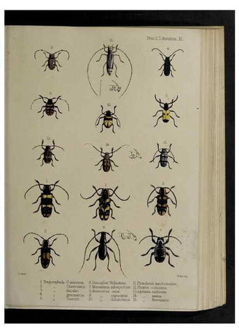 Reproducción/Reproduction 48991835468: Proceedings of the Zoological Society of London.. London :Academic Press, [etc.],1833-1965.. 
