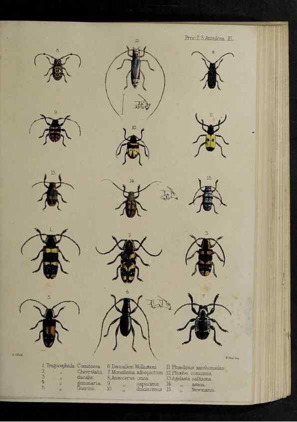 Reproducción/Reproduction 48991835468: Proceedings of the Zoological Society of London.. London :Academic Press, [etc.],1833-1965.. 