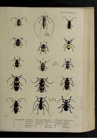 Reproducción/Reproduction 48991835468: Proceedings of the Zoological Society of London.. London :Academic Press, [etc.],1833-1965.. 