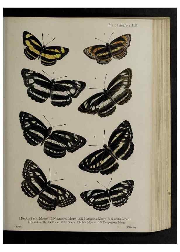 Reproducción/Reproduction 48992581522: Proceedings of the Zoological Society of London.. London :Academic Press, [etc.],1833-1965.. 