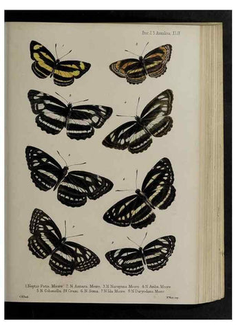 Reproducción/Reproduction 48992581522: Proceedings of the Zoological Society of London.. London :Academic Press, [etc.],1833-1965.. 