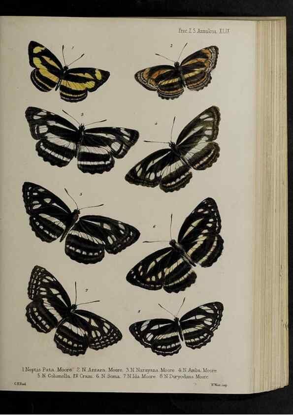Reproducción/Reproduction 48992581522: Proceedings of the Zoological Society of London.. London :Academic Press, [etc.],1833-1965.. 