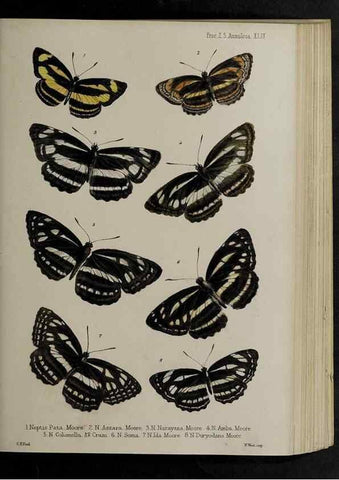Reproducción/Reproduction 48992581522: Proceedings of the Zoological Society of London.. London :Academic Press, [etc.],1833-1965.. 