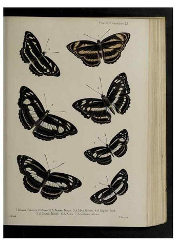Reproducción/Reproduction 48992582262: Proceedings of the Zoological Society of London.. London :Academic Press, [etc.],1833-1965.. 
