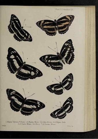 Reproducción/Reproduction 48992582262: Proceedings of the Zoological Society of London.. London :Academic Press, [etc.],1833-1965.. 