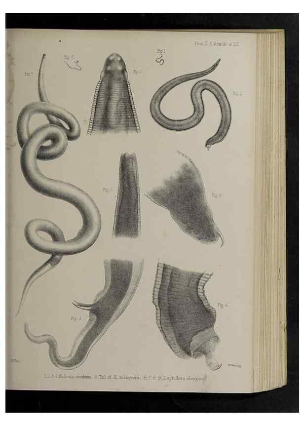 Reproducción/Reproduction 48991840343: Proceedings of the Zoological Society of London.. London :Academic Press, [etc.],1833-1965.. 