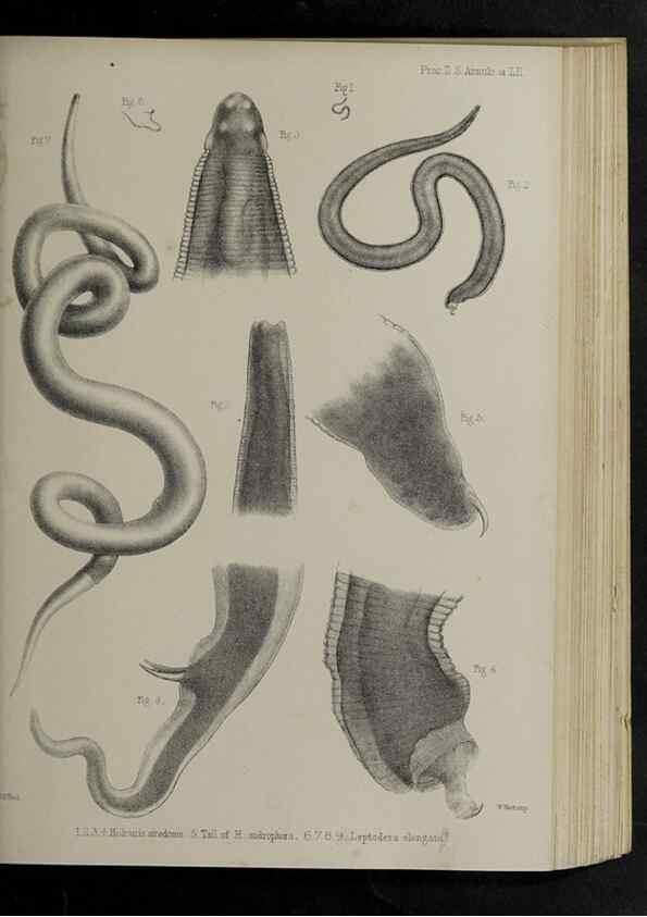 Reproducción/Reproduction 48991840343: Proceedings of the Zoological Society of London.. London :Academic Press, [etc.],1833-1965.. 