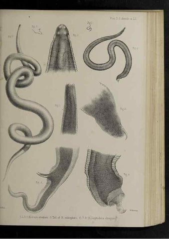 Reproducción/Reproduction 48991840343: Proceedings of the Zoological Society of London.. London :Academic Press, [etc.],1833-1965.. 