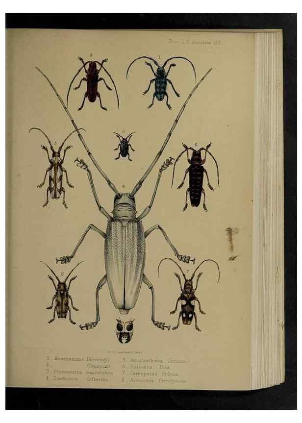 Reproducción/Reproduction 48992385881: Proceedings of the Zoological Society of London.. London :Academic Press, [etc.],1833-1965.. 