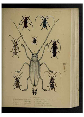 Reproducción/Reproduction 48992385881: Proceedings of the Zoological Society of London.. London :Academic Press, [etc.],1833-1965.. 