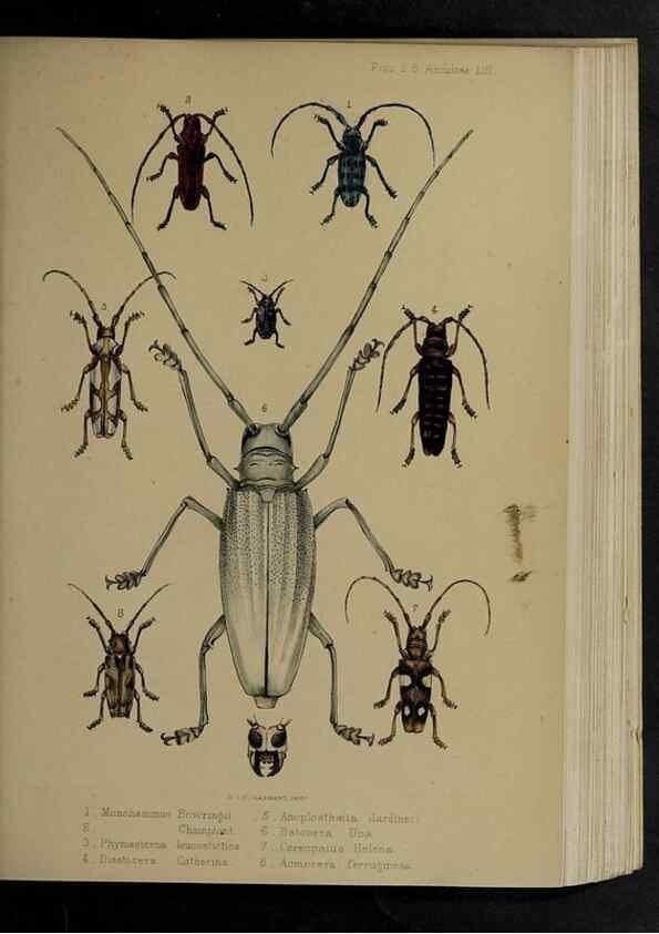 Reproducción/Reproduction 48992385881: Proceedings of the Zoological Society of London.. London :Academic Press, [etc.],1833-1965.. 