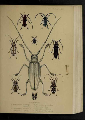 Reproducción/Reproduction 48992385881: Proceedings of the Zoological Society of London.. London :Academic Press, [etc.],1833-1965.. 