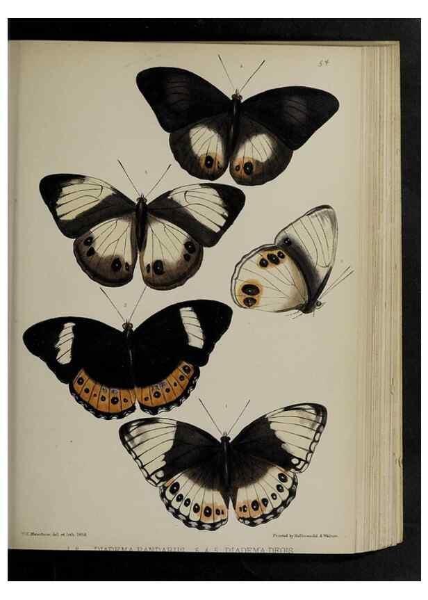 Reproducción/Reproduction 48992583682: Proceedings of the Zoological Society of London.. London :Academic Press, [etc.],1833-1965.. 