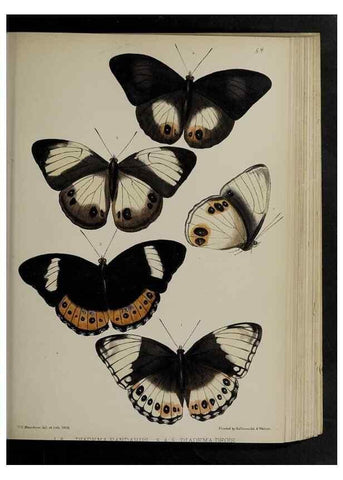 Reproducción/Reproduction 48992583682: Proceedings of the Zoological Society of London.. London :Academic Press, [etc.],1833-1965.. 