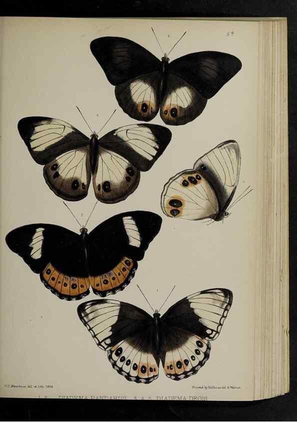 Reproducción/Reproduction 48992583682: Proceedings of the Zoological Society of London.. London :Academic Press, [etc.],1833-1965.. 
