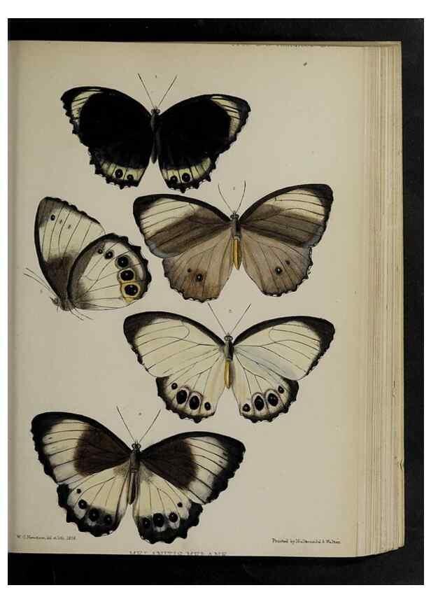 Reproducción/Reproduction 48991841608: Proceedings of the Zoological Society of London.. London :Academic Press, [etc.],1833-1965.. 