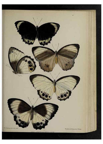 Reproducción/Reproduction 48991841608: Proceedings of the Zoological Society of London.. London :Academic Press, [etc.],1833-1965.. 