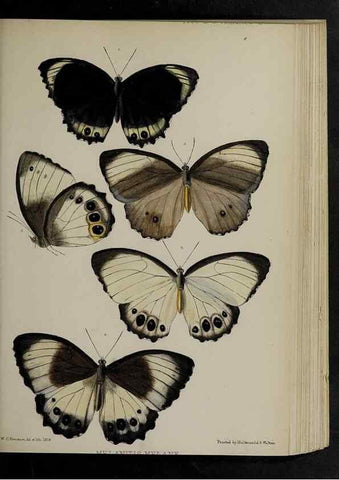 Reproducción/Reproduction 48991841608: Proceedings of the Zoological Society of London.. London :Academic Press, [etc.],1833-1965.. 