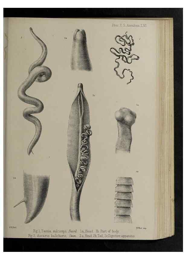 Reproducción/Reproduction 48991841978: Proceedings of the Zoological Society of London.. London :Academic Press, [etc.],1833-1965.. 