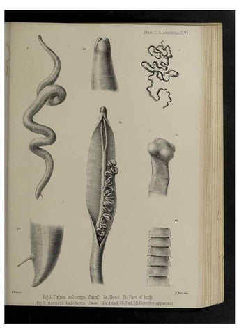 Reproducción/Reproduction 48991841978: Proceedings of the Zoological Society of London.. London :Academic Press, [etc.],1833-1965.. 