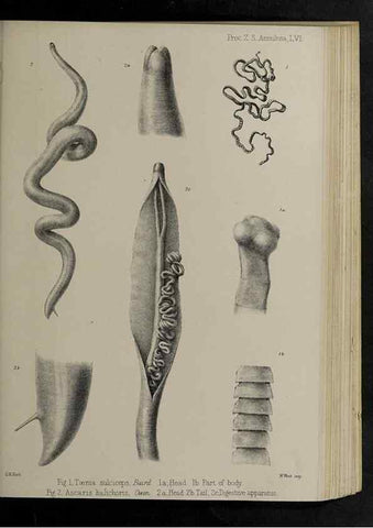 Reproducción/Reproduction 48991841978: Proceedings of the Zoological Society of London.. London :Academic Press, [etc.],1833-1965.. 
