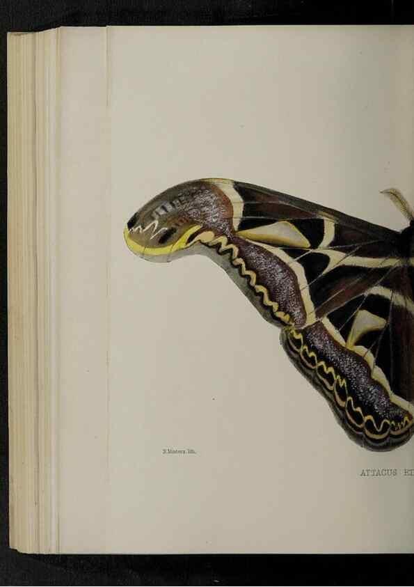 Reproducción/Reproduction 48991842453: Proceedings of the Zoological Society of London.. London :Academic Press, [etc.],1833-1965.. 
