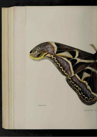 Reproducción/Reproduction 48991842453: Proceedings of the Zoological Society of London.. London :Academic Press, [etc.],1833-1965.. 