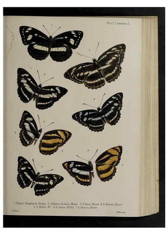 Reproducción/Reproduction 48991839433: Proceedings of the Zoological Society of London.. London :Academic Press, [etc.],1833-1965.. 