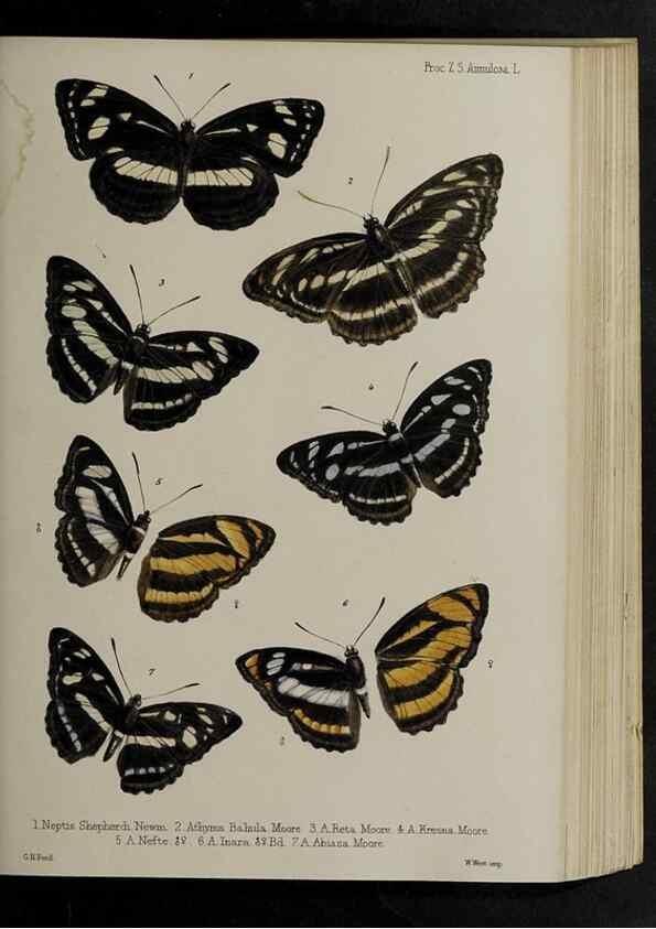 Reproducción/Reproduction 48991839433: Proceedings of the Zoological Society of London.. London :Academic Press, [etc.],1833-1965.. 