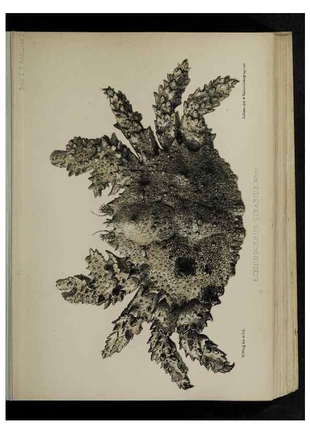 Reproducción/Reproduction 48991819713: Proceedings of the Zoological Society of London.. London :Academic Press, [etc.],1833-1965.. 