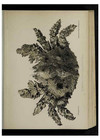 Reproducción/Reproduction 48991819713: Proceedings of the Zoological Society of London.. London :Academic Press, [etc.],1833-1965.. 
